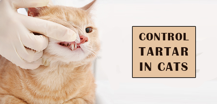 cat tartar control