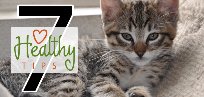 Tips to Keep your Tabby Healthy & Happy