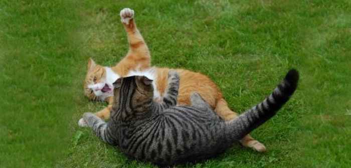 Tips For Cat Fights