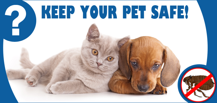 what is the best flea and tick medicine for dogs flea and tick treatment which is the best for my pet vetsupply au what is the best flea and tick medicine for dogs flea and tick treatment which is the best for my pet vetsupply au