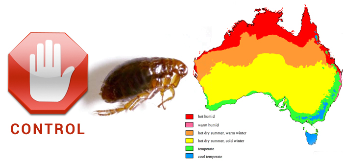 Fleas and Ticks in Australian Climate