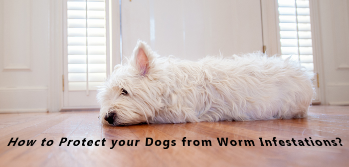 Worm Infestations in Dogs 