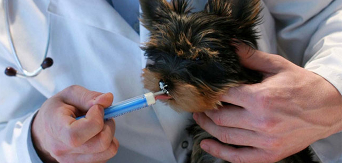 Decoding Worming Treatments to De-worm your Dogs