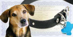 dog collar
