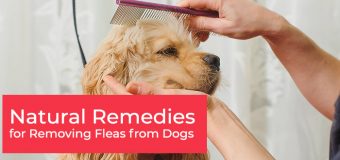 Natural Remedies for Removing Fleas from Dogs