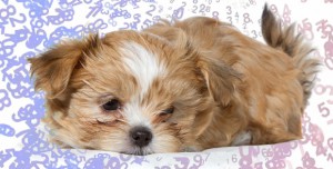 Decoding the Best Pet Food Intake for Your Dog