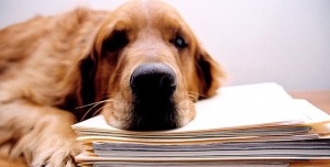 Stress Dog