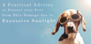 Tips to Protect Your Pets from the Hot Summer Sun