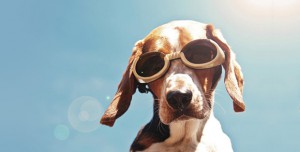 Dog's sunglass