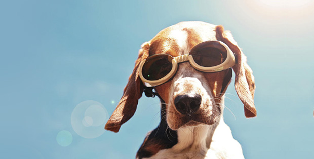 4 Practical Advices to Protect your Pets from Skin Damage due to Excessive Sunlight
