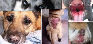 Autoimmune Skin Disease in Dogs
