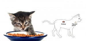Renal diets in cats with chronic kidney disease