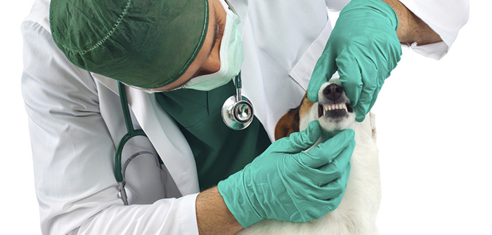 Dental Care for Dogs: Tips and Tricks