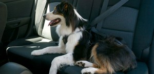 How to Keep Your Pet Safe while on the Road