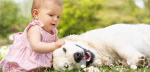 How to Prepare Your Dog