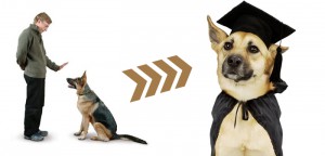 Leading your Pet Dog Training to Excellence