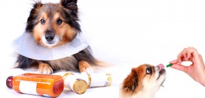 5 Ingenious Steps to Administer Tablets and Syrups to your Dog