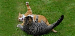 Tips To Pacify Cat Fights