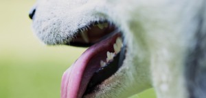 Essential Tips to Maintain the Dental Hygiene of your Pets