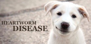Heartworms in Dogs: Facts and Myths