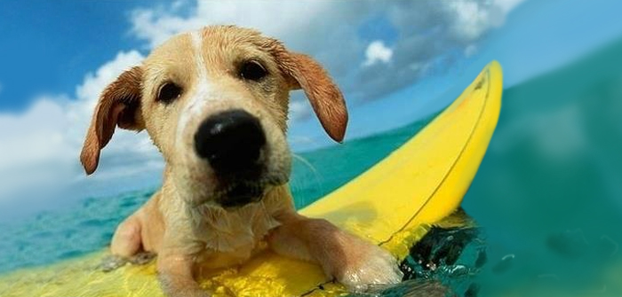 Summer Care Tips for Dogs