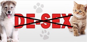 Queensland Vets slash De-sexing Fees to Promote Birth Control of Pets