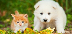 Why Cats and Dogs Can Be Best Friends