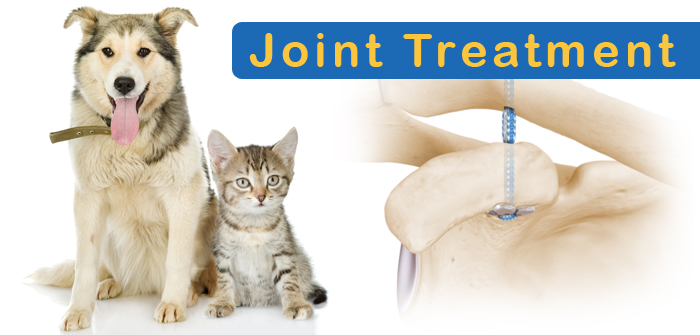 Joint Care Treatments that Keep Your Cats and Dogs Fit!