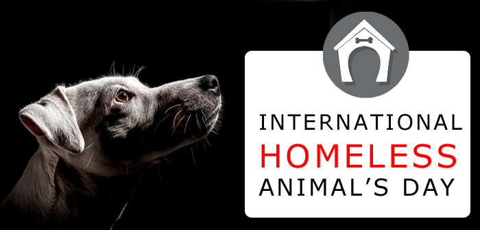 Huge Discounts to Avail This International Homeless Animals’ Day 2015