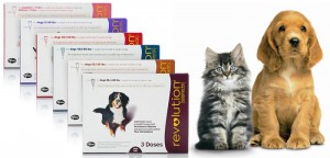 Revolution for cats and dogs - Best debugging solution!