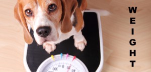 Easy and Effective Ways to Gain Weight Fast