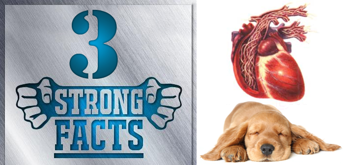 3 Strong Facts that will tell you the Truth about Heartworm Disease