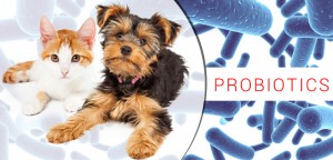 Probiotics For Dogs: A Vet's Perspective