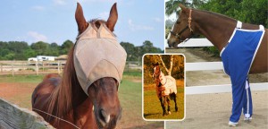 How To Protect Your Horse From Flies This Summer