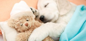 List of Pet-Friendly Hotels and Holidays in Australia