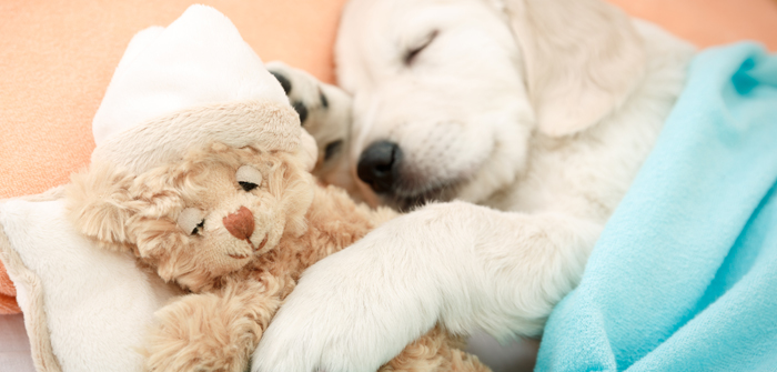 List of Pet-Friendly Hotels and Holidays in Australia