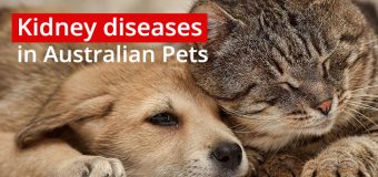 Kidney diseases in Australian Pets
