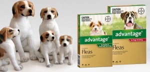 Advantage Flea Treatment For Dogs