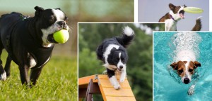 Fun Ways to Work Out With Your Dog