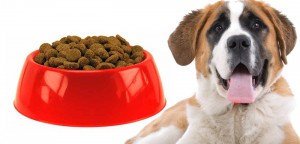 The most favourable food options for dogs