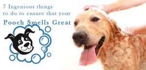 7 Ingenious Things to do to ensure that your Pooch Smells Great