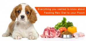 Everything You Wanted to Know About Feeding Raw Diet to Your Pooch