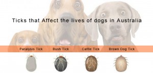 Different types of Ticks found in different Parts of Australia