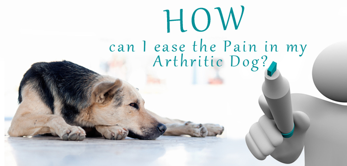 How can I ease the Pain in my Arthritic Dog?