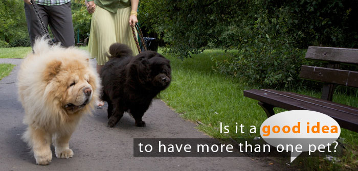Is It a Good Idea to Have More Than One Pet?