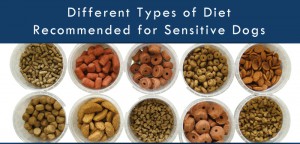 Uploaded To Different Types of Diet Recommended for Sensitive Dogs
