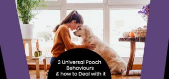 3 Universal Pooch Behaviours and how to Deal with it
