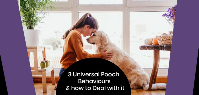 3 universal pooch behaviors