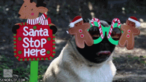 10 Cutest Christmas Gifs Of Dogs and Cats- Time To Drool For Pet Owners!