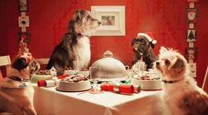10 Cutest Christmas Gifs Of Dogs and Cats- Time To Drool For Pet Owners!